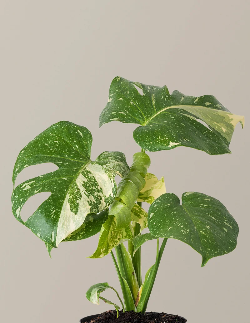 Image of Monstera Thai Constellation