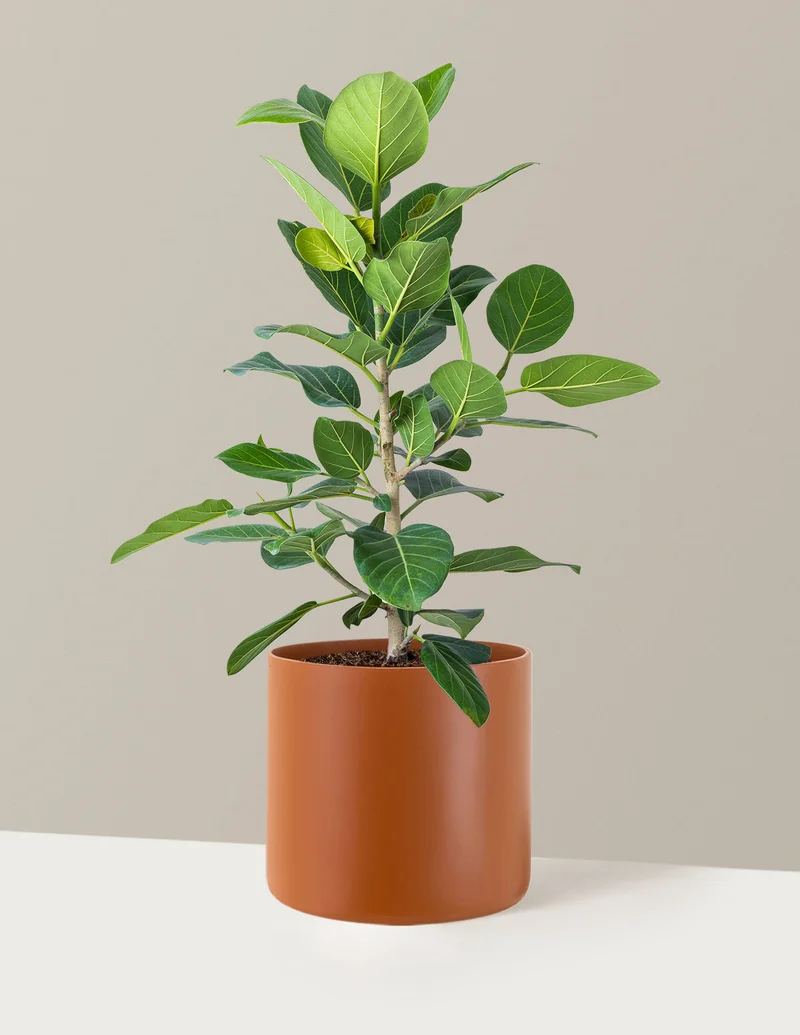 Image of Ficus Audrey Bush