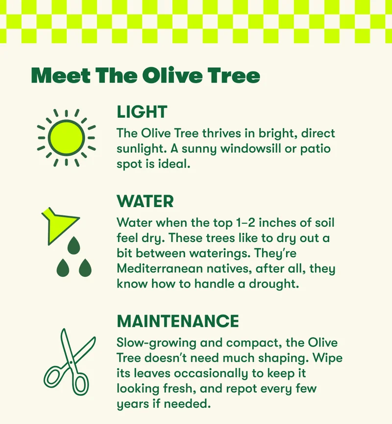 Shop New Arrivals: The Olive Tree