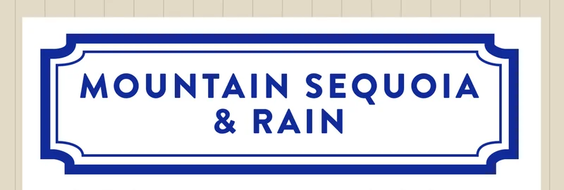 mountain sequoia and rain