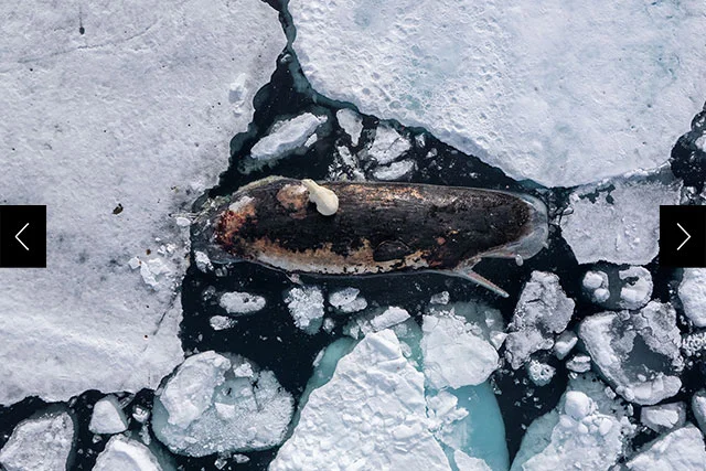 A polar bear rests on a dead sperm whale, surrounded by packed polar ice in the Arctic.