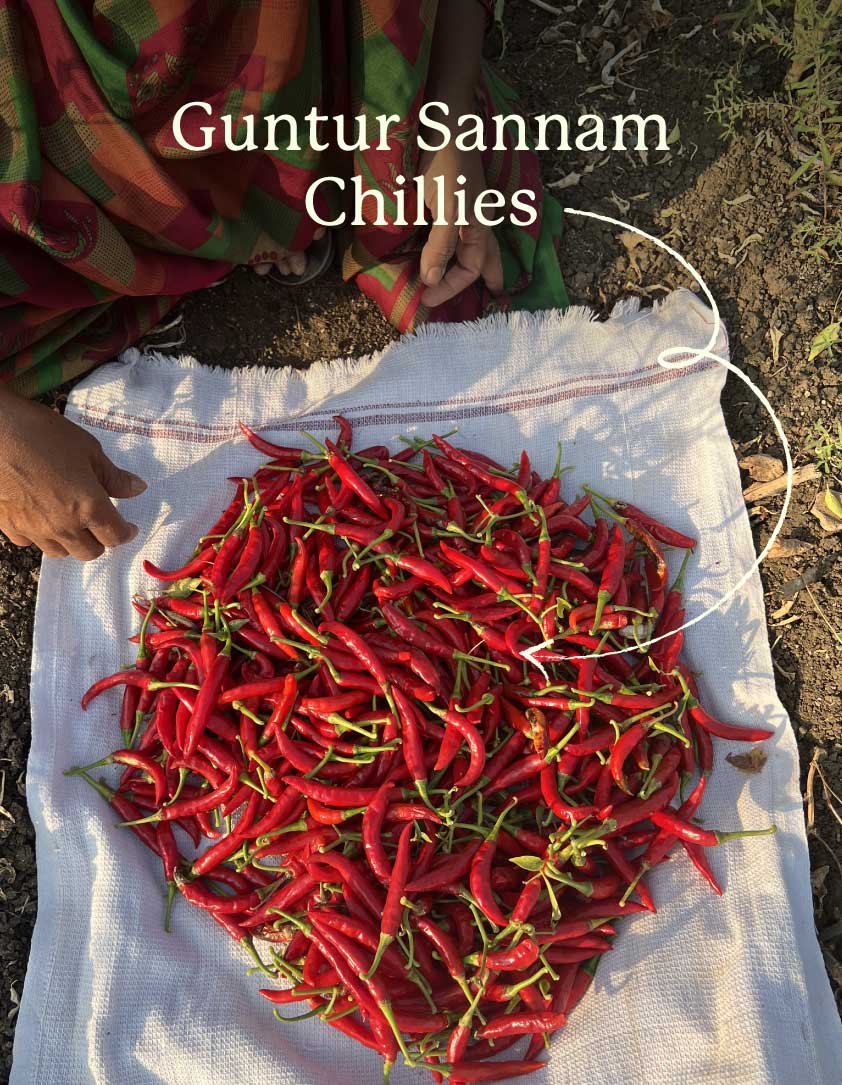 Guntur Sannam Chillies