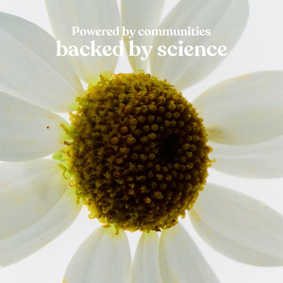Camomile