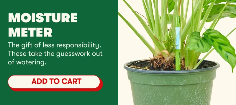 Moisture Meter | The gift of less responsibility. These take the guesswork out of watering. [ADD TO CART]
