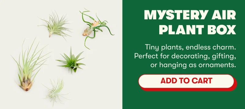 Mystery Air Plant Box | Tiny plants, endless charm. Perfect for decorating, gifting, or hanging as ornaments. [ADD TO CART]