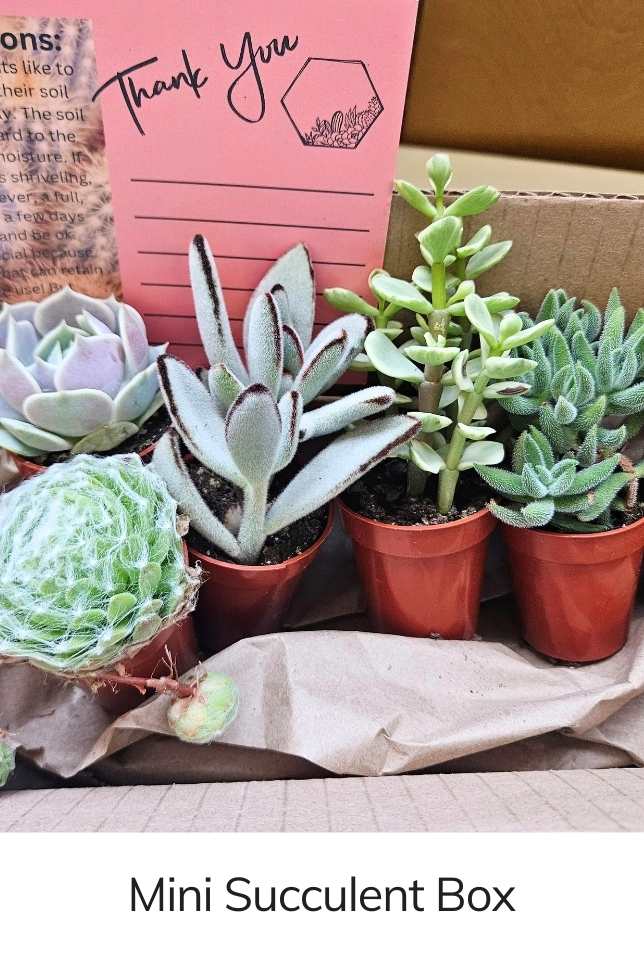 Monthly Mini Succulent Box Quarter Moon Farms