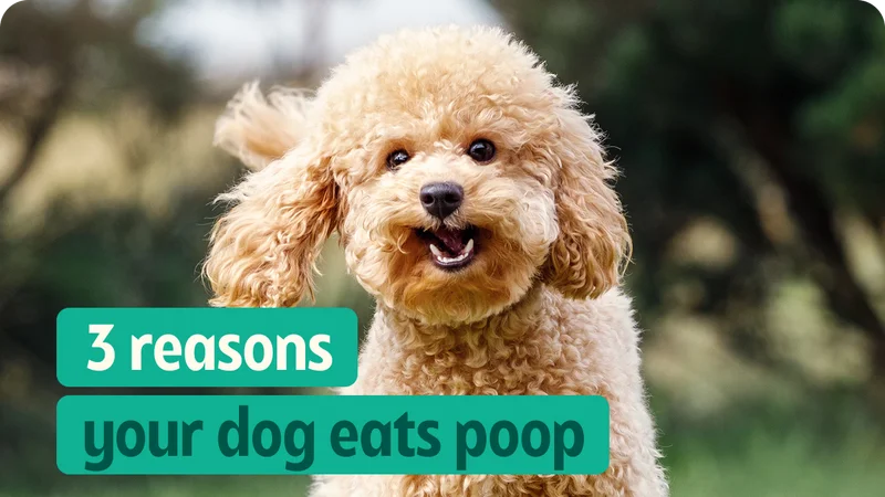 3 reasons dogs eat poop