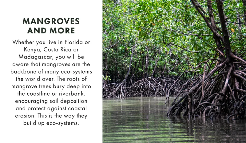 Mangroves And More