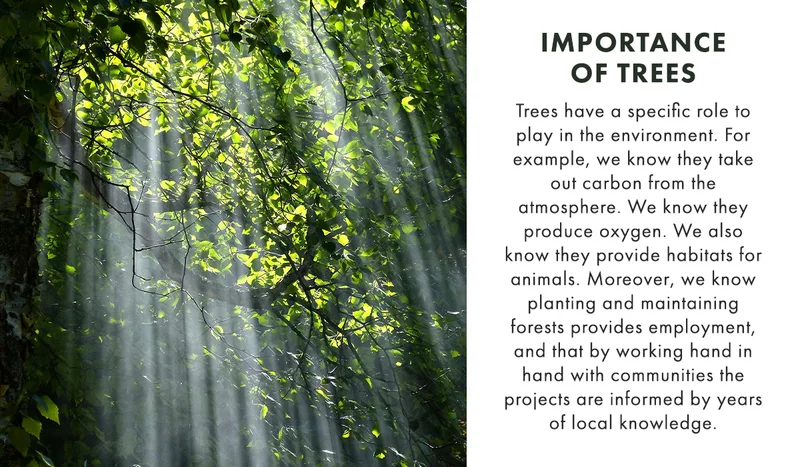 Importane Of Trees