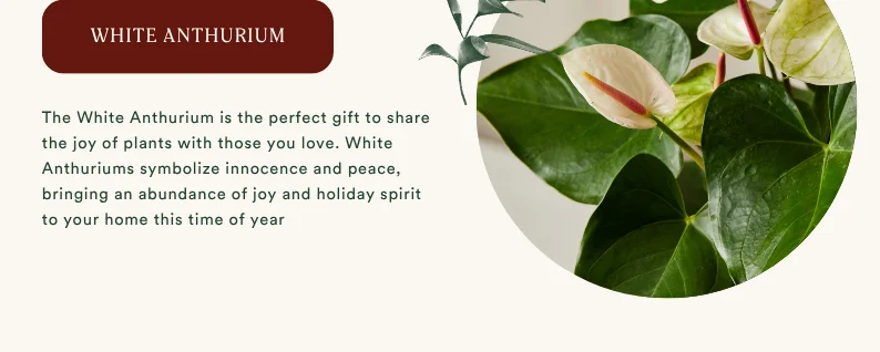 white anthurium