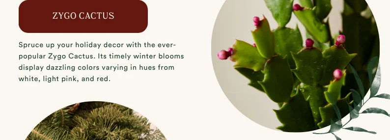 zygo cactus