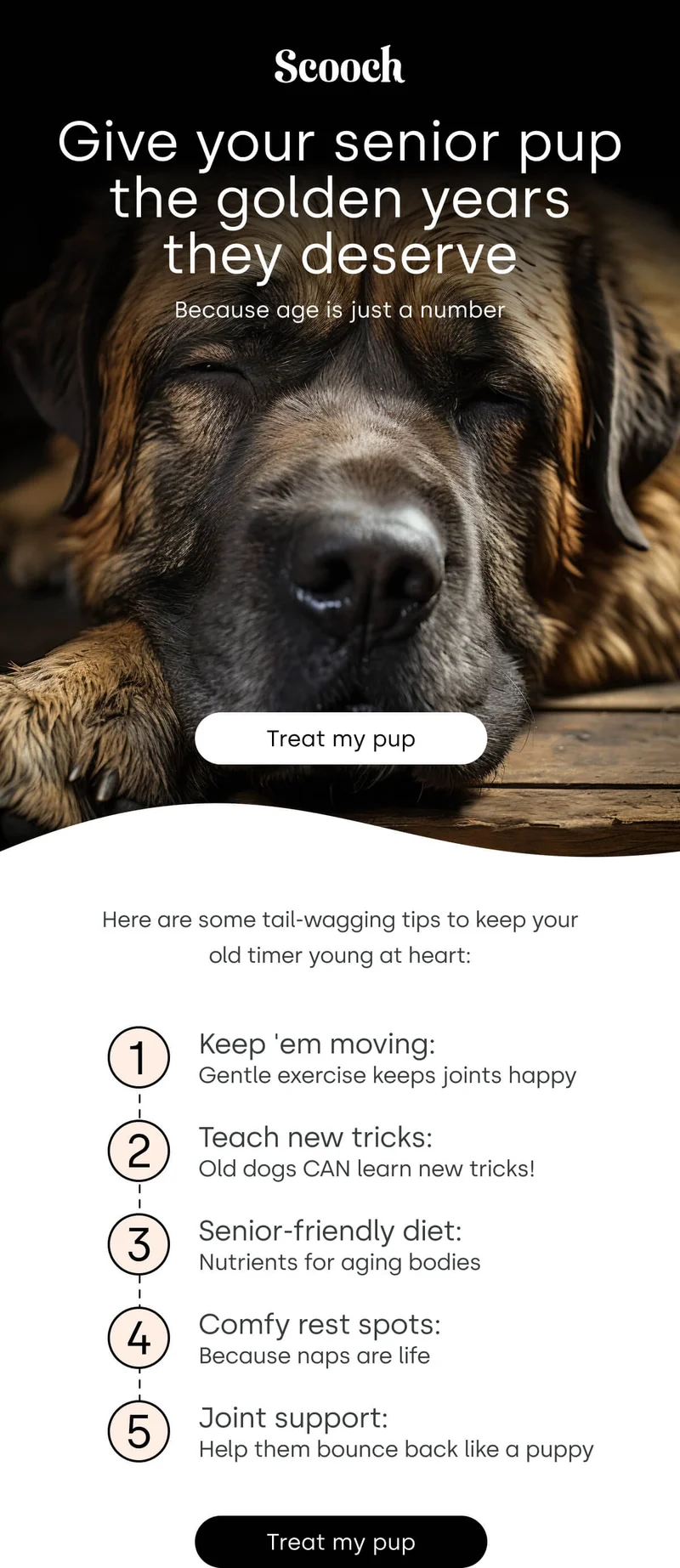 Here are some tail-wagging tips to keep your old timer young at heart - Treat my pup