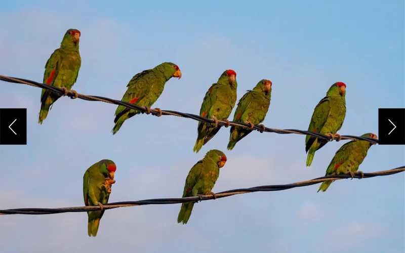 Parrots have become a common sight around this city, likely proliferating from pet birds that escaped.