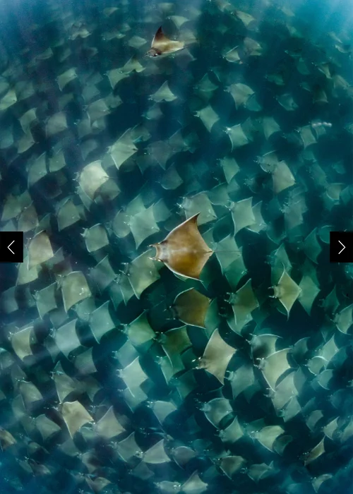 Munk's devil rays (Mobula munkiana) are often found in extremely large aggregations of up to tens of thousands of individuals at certain times of the year in the Sea of Cortez off of Mexico.