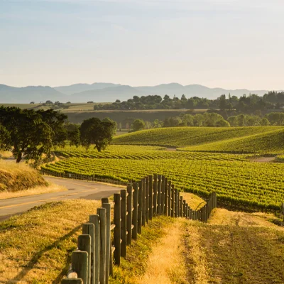 Lush vineyards are a hidden treat in Santa Ynez, Santa Barbara, one of California’s less internationally known wine regions.