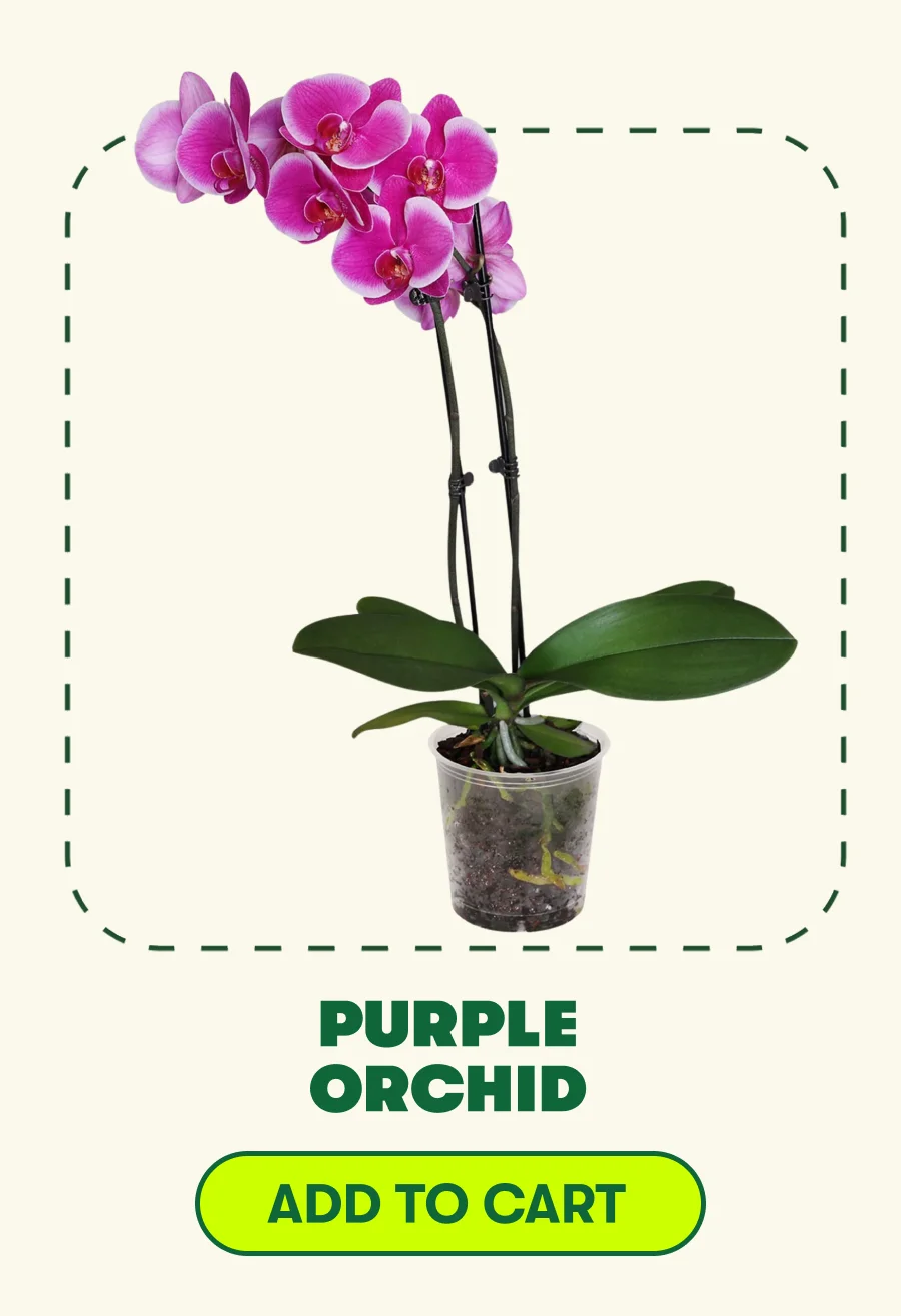 PURPLE ORCHID [ADD TO CART]