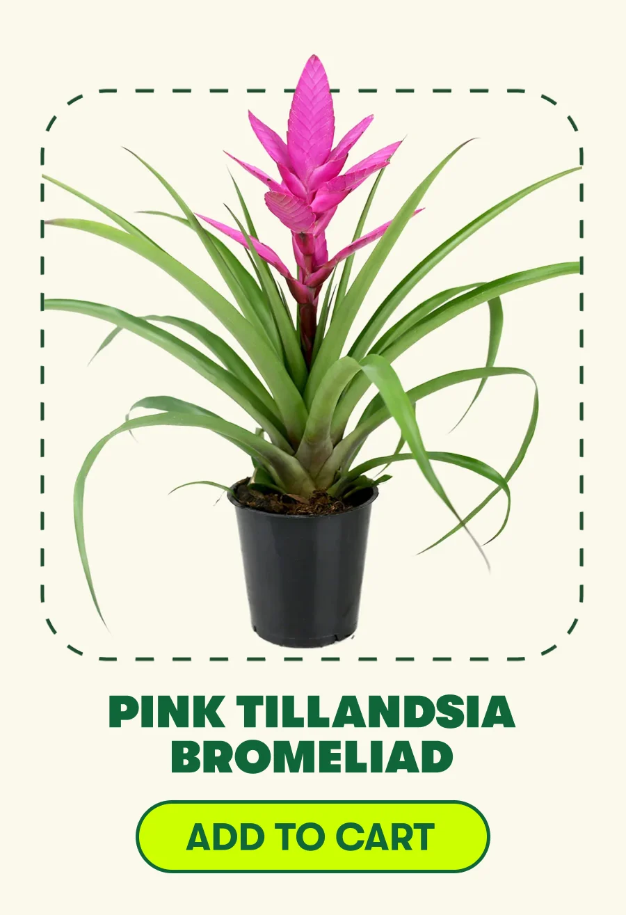 PINK TILLANDSIA BROMELIDA [ADD TO CART]