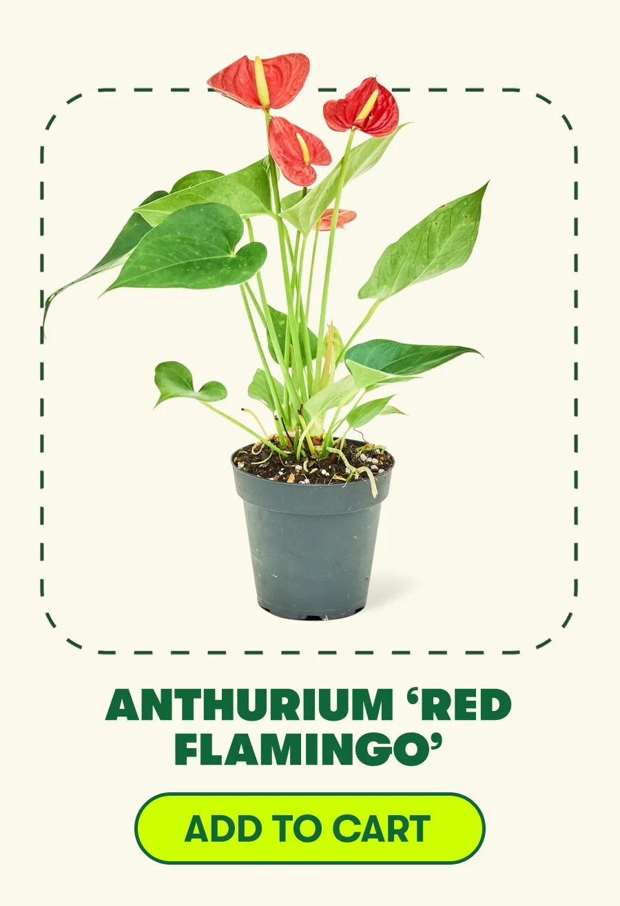 ANTHURIUM 'RED FLAMINGO' [ADD TO CART]