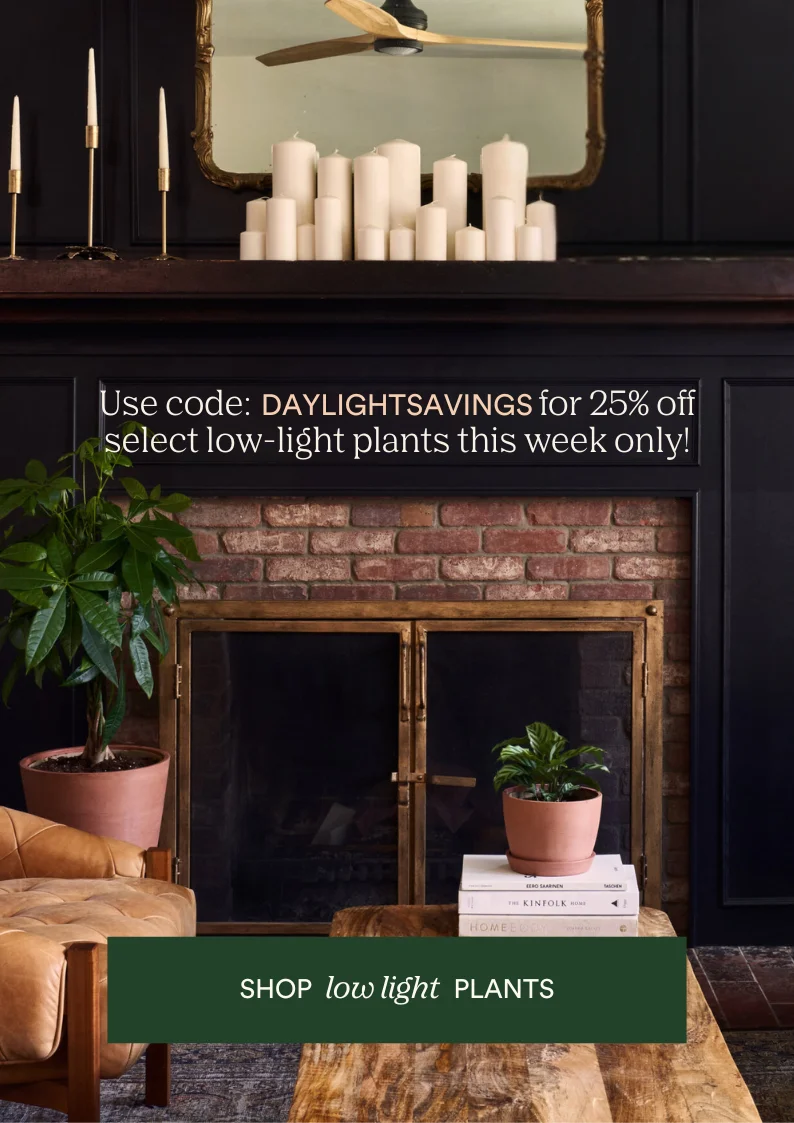 save 25% on lowlight plants with code daylightsavings