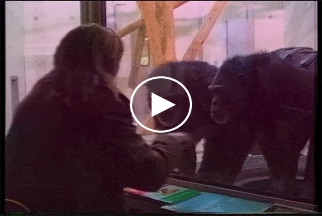 Chimpanzees who lived with Allen and Beatrix Gardner began to sign with their caregivers.