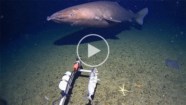These massive sleeper sharks have evolved to live life in the slow lane.