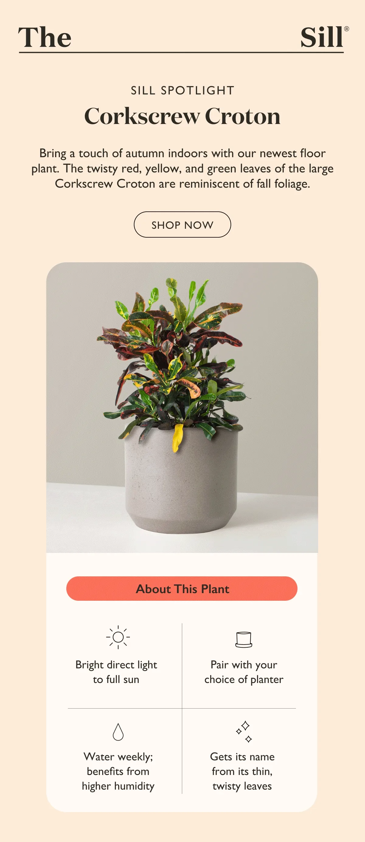 Bring a touch of autumn indoors with our newest floor plant. The twisty red, yellow, and green leaves of the large Corkscrew Croton are reminiscent of fall foliage. Shop now.
