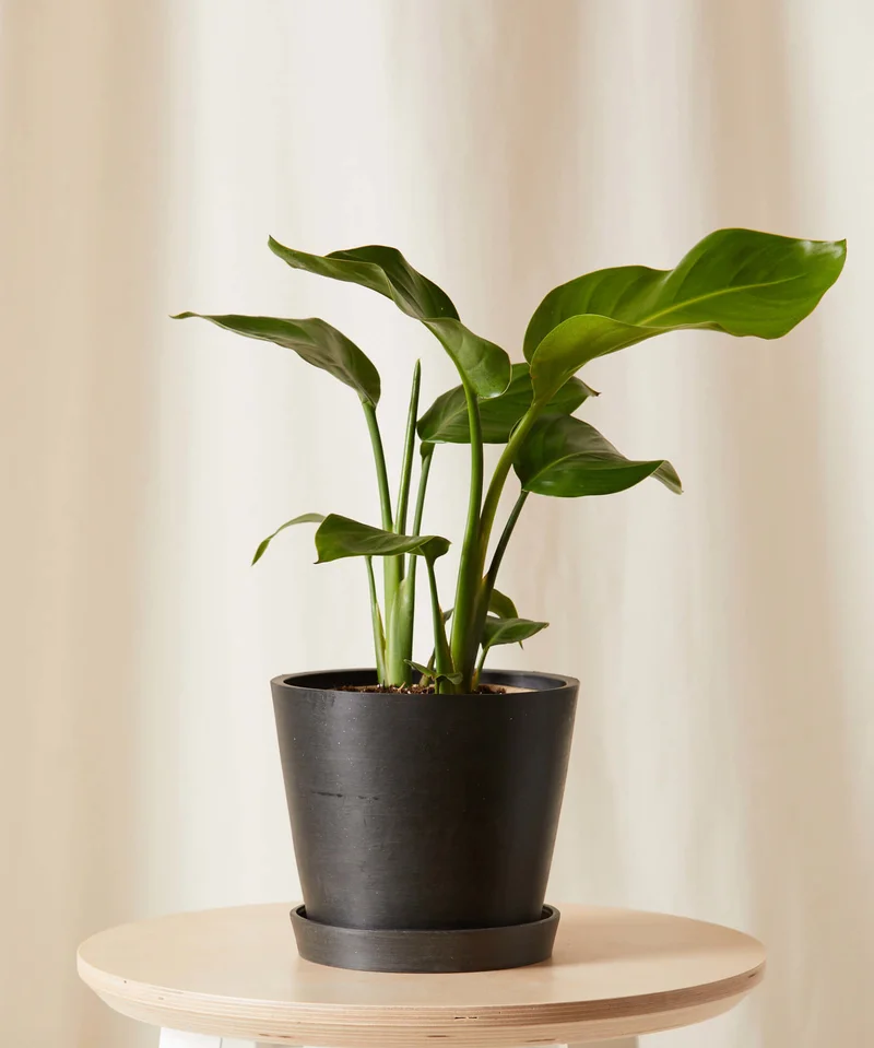Image of Bird of Paradise Tabletop