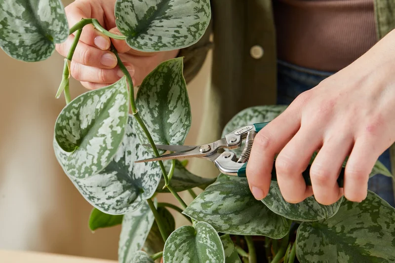 plant propagation process