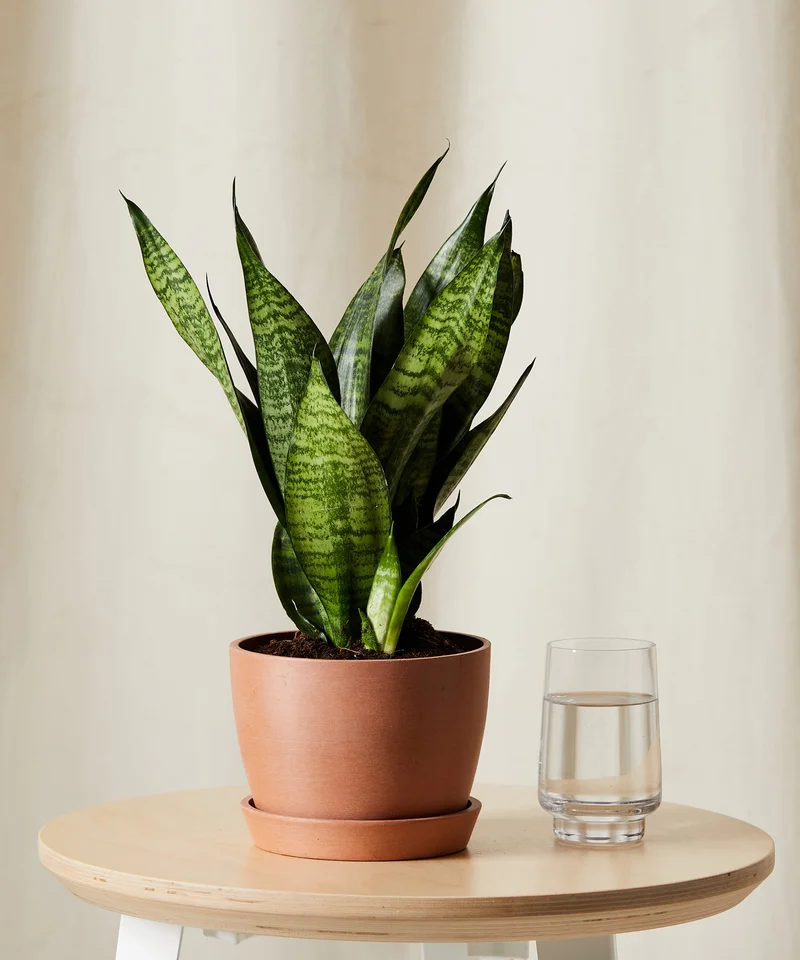 Image of Sansevieria Zeylanica