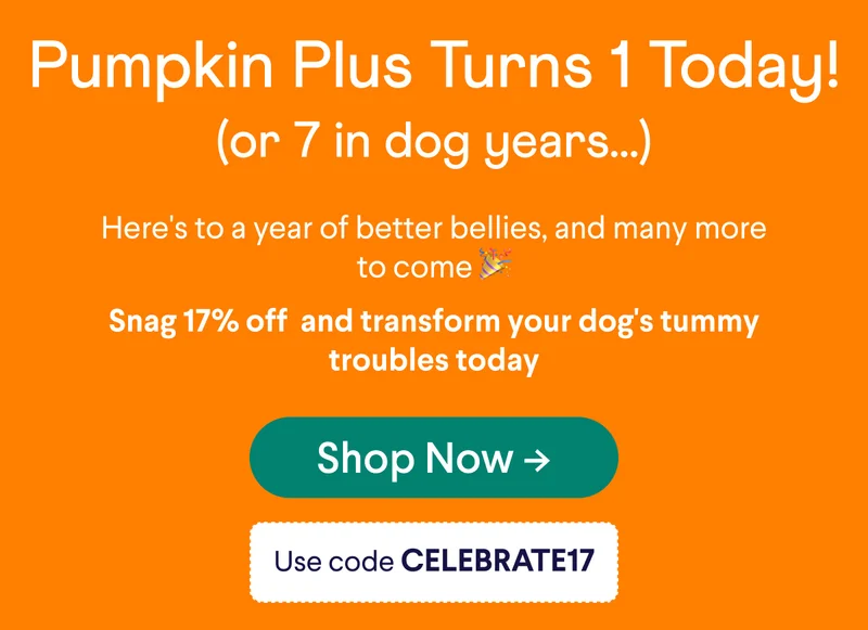 Pumpkin Plus Turns 1 Today! (or 7 in dog years...) Here's to a year of better bellies, and many more to come 🎉 Snag 17% off  and transform your dog's tummy troubles today | Shop Now -> (with code discount code)