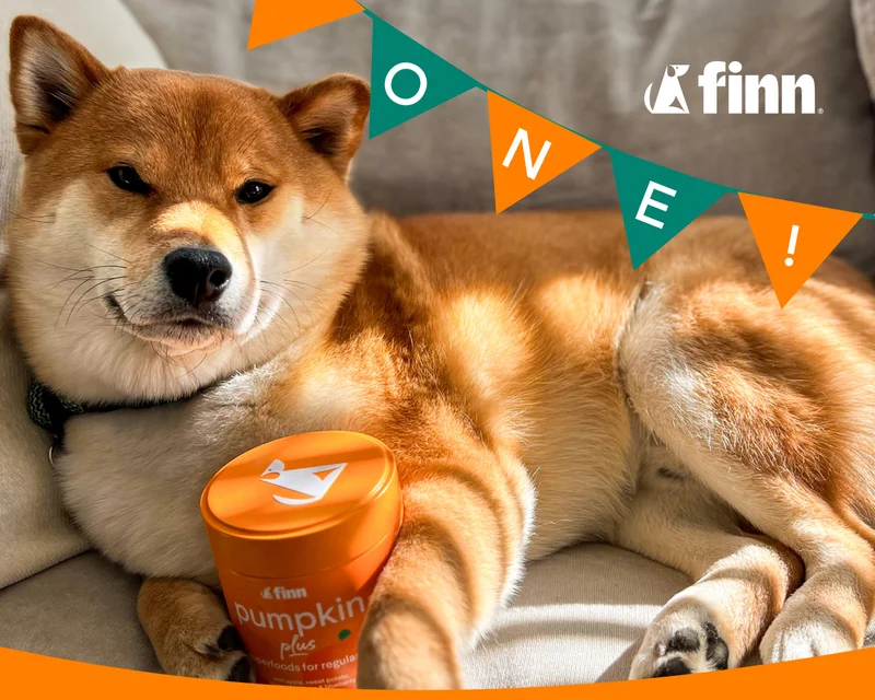 Pumpkin Plus is ONE!