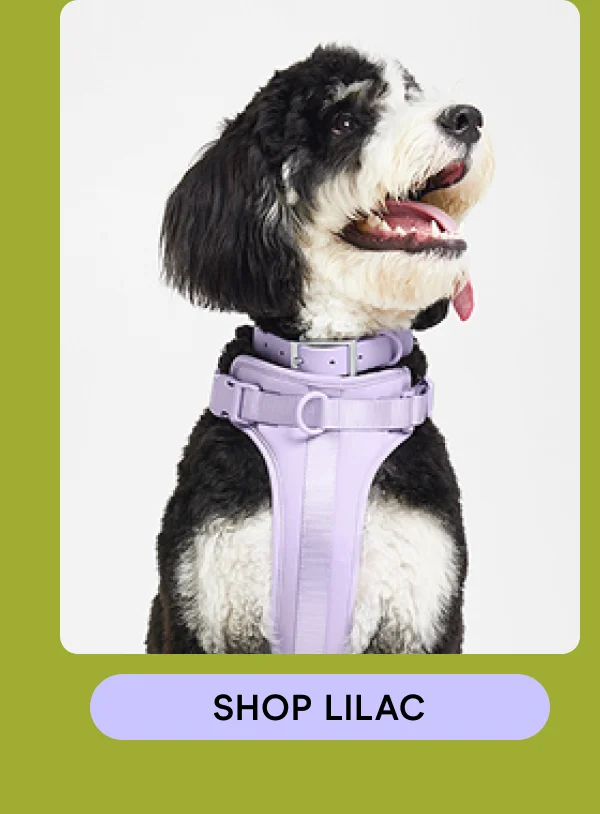 shop lilac
