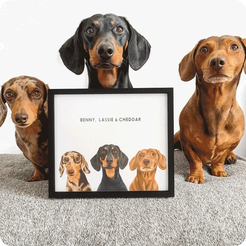 gif of best-selling pet portraits