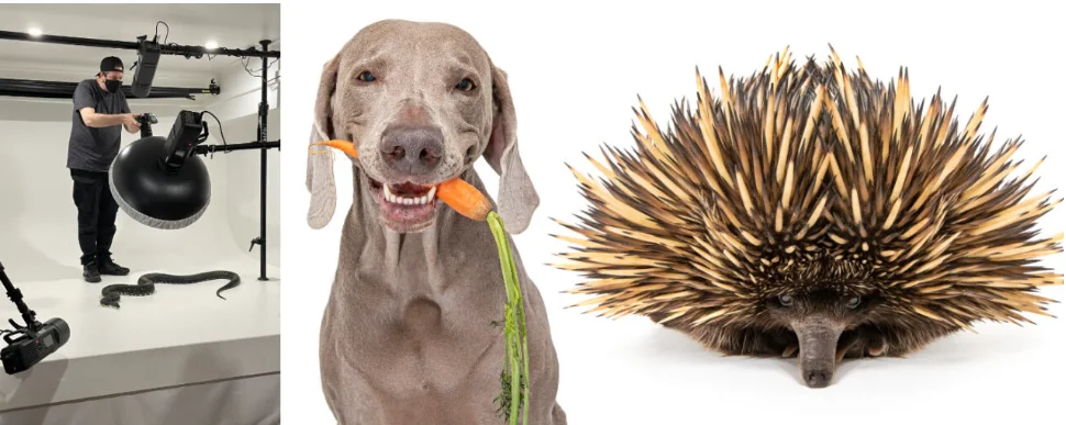 Pet Photography