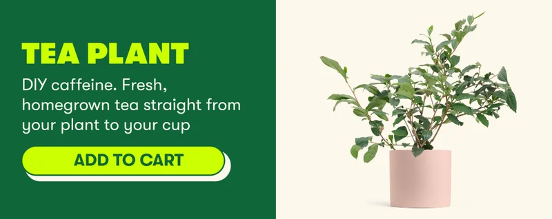 Tea Plant  DIY caffeine. Fresh, homegrown tea straight from your plant to your cup [ADD TO CART]