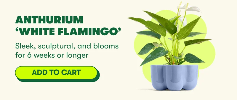 Anthurium ‘White Flamingo’  Sleek, sculptural, and blooms for 6 weeks or longer [ADD TO CART]