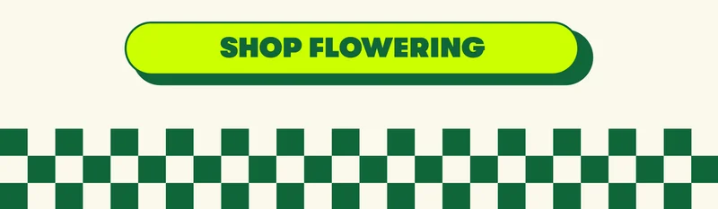 [SHOP FLOWERING]