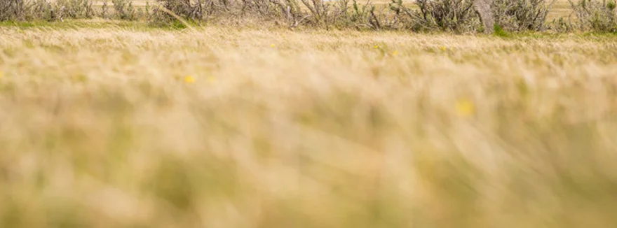 A windswept tree on the plains.