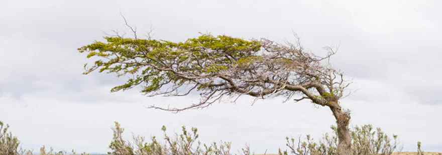 A windswept tree on the plains.