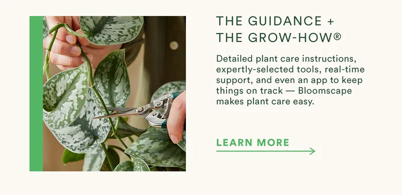 The Grow-How team