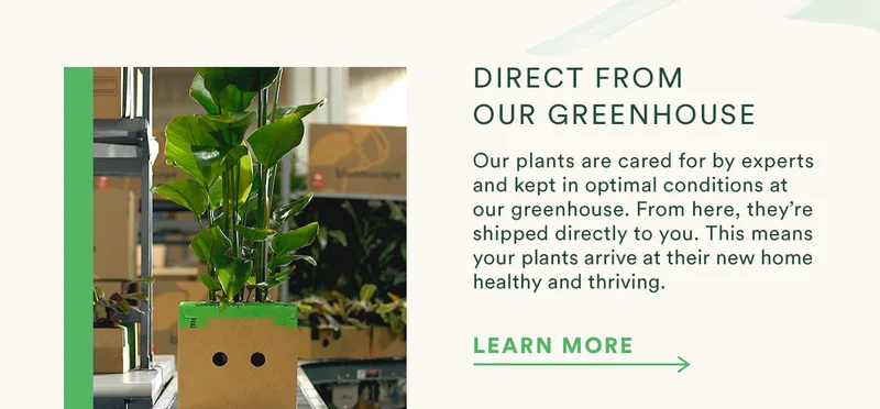 Direct from our greenhouse