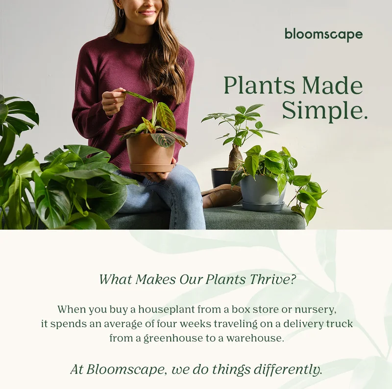 Plants made simple