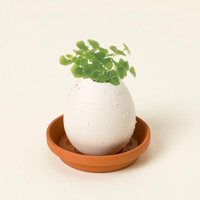 Eggling Crack & Grow Herb Kit