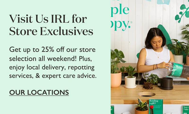 Visit us IRL for store exclusives! Get up to 25% off our store selection all weekend. Plus, enjoy local delivery, repotting services, and expert care advice.