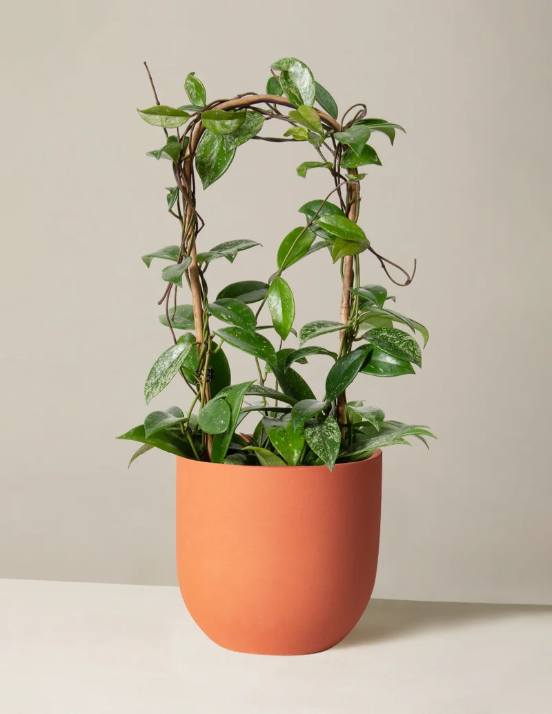 Image of Hoya pubicalyx Hoop