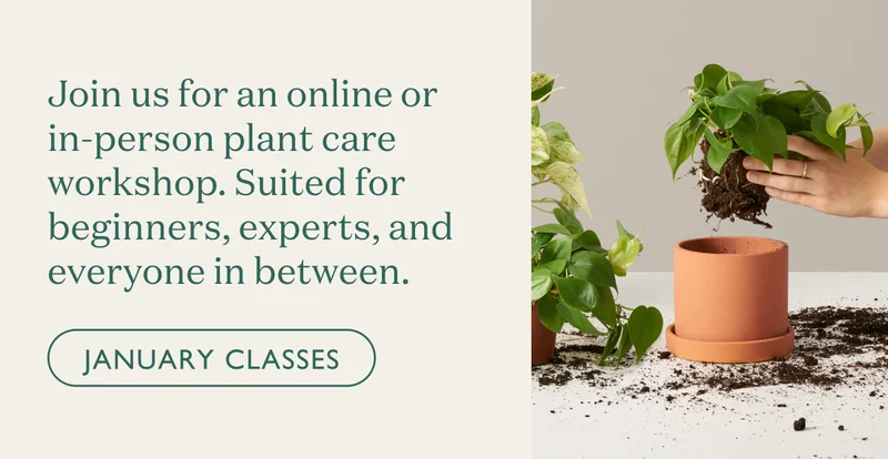 Join us for an online or in-person plant care workshop. Suited for beginners, experts, and everyone in between.