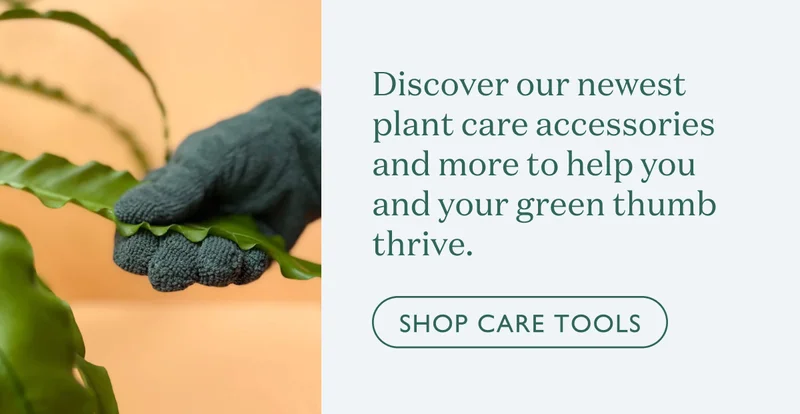 Discover our newest plant care accessories and more to help you and your green thumb thrive.
