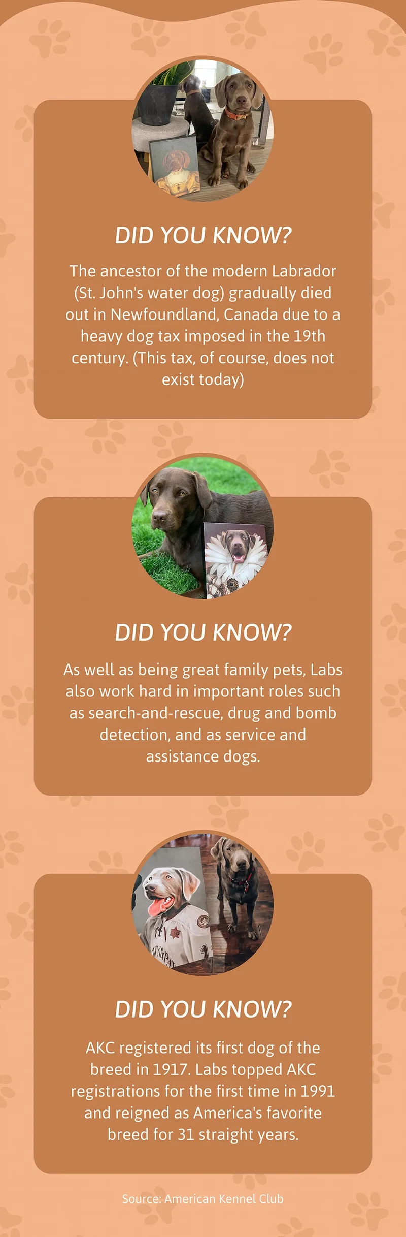 Did you know? The ancestor of the modern Labrador (St. John's water dog) gradually died out in Newfoundland, Canada due to a heavy dog tax imposed in the 19th century. (This tax, of course, does not exist today)  Did you know? As well as being great family pets, Labs also work hard in important roles such as search-and-rescue, drug and bomb detection, and as service and assistance dogs.  Did you know? AKC registered its first dog of the breed in 1917. Labs topped AKC registrations for the first time in 1991 and reigned as America's favorite breed for 31 straight years.  Source: American Kennel Club