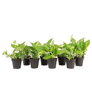 Up to 45% Off Select Costa Farms Plants
