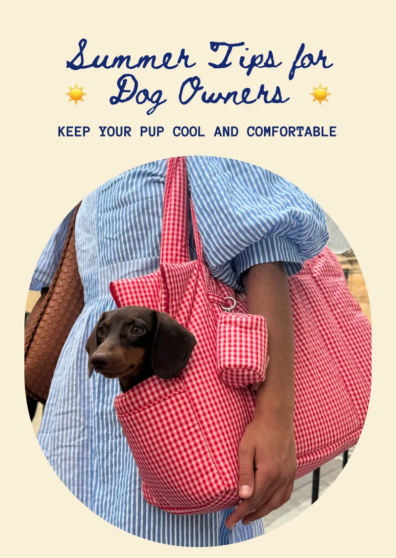 Summer Tips for Dog Owners